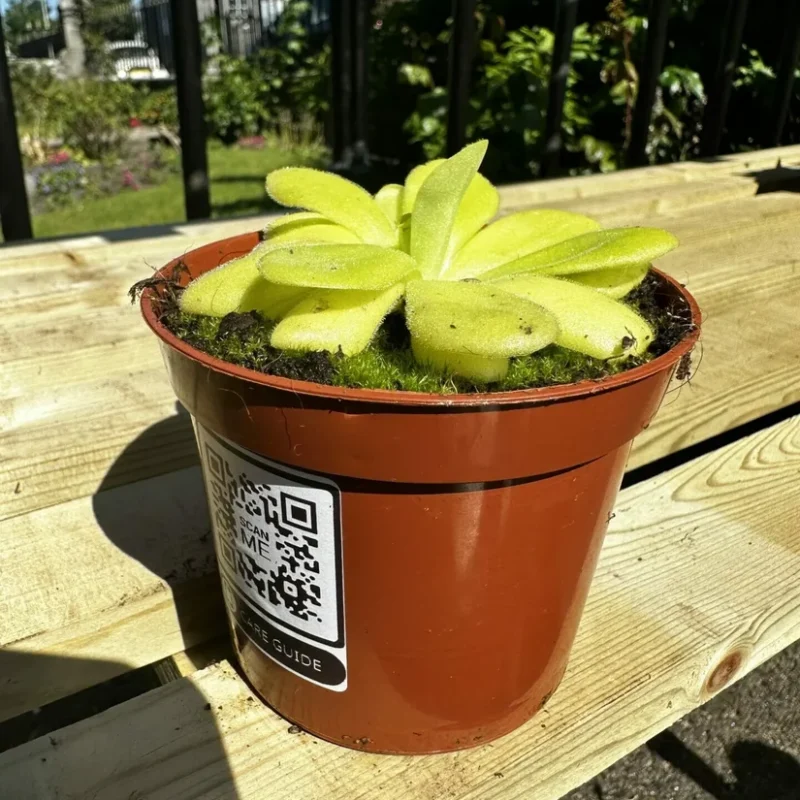 carnivorous butterwort pinguicula agnata 8cm pot carnivorous butterwort pinguicula agnata 8cm pot