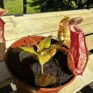 carnivorous butterwort pinguicula agnata 8cm pot