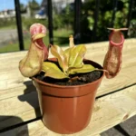 Carnivorous Nepenthes Gaya Pitcher Plant 8cm pot
