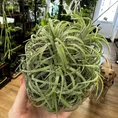 air plant tillandsia large