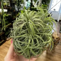 air plant tillandsia large