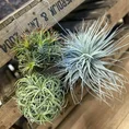air plant tillandsia large