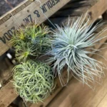 Air Plant Tillandsia LARGE