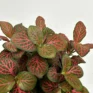Fittonia Nerve Plant. Green leaves with red veins in each leave. On white background