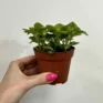 fittonia nerve plant 8.5cm pot