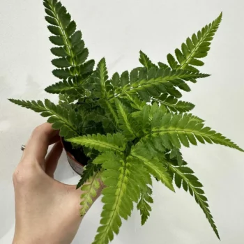 Variegata Rumohra Adiantiformis Leatherleaf Fern 8cm Houseplants air purifier