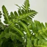variegata rumohra adiantiformis leatherleaf fern 8cm
