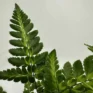 variegata rumohra adiantiformis leatherleaf fern 8cm