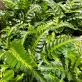 variegata rumohra adiantiformis leatherleaf fern 8cm