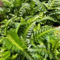 variegata rumohra adiantiformis leatherleaf fern 8cm