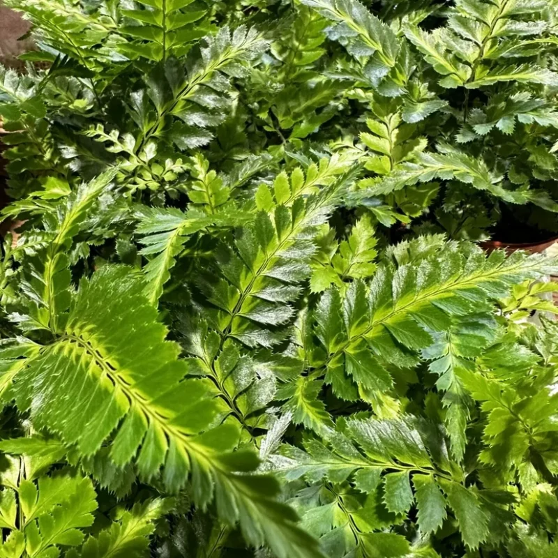 variegata rumohra adiantiformis leatherleaf fern 8cm variegata rumohra adiantiformis leatherleaf fern 8cm