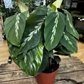 variegata rumohra adiantiformis leatherleaf fern 8cm
