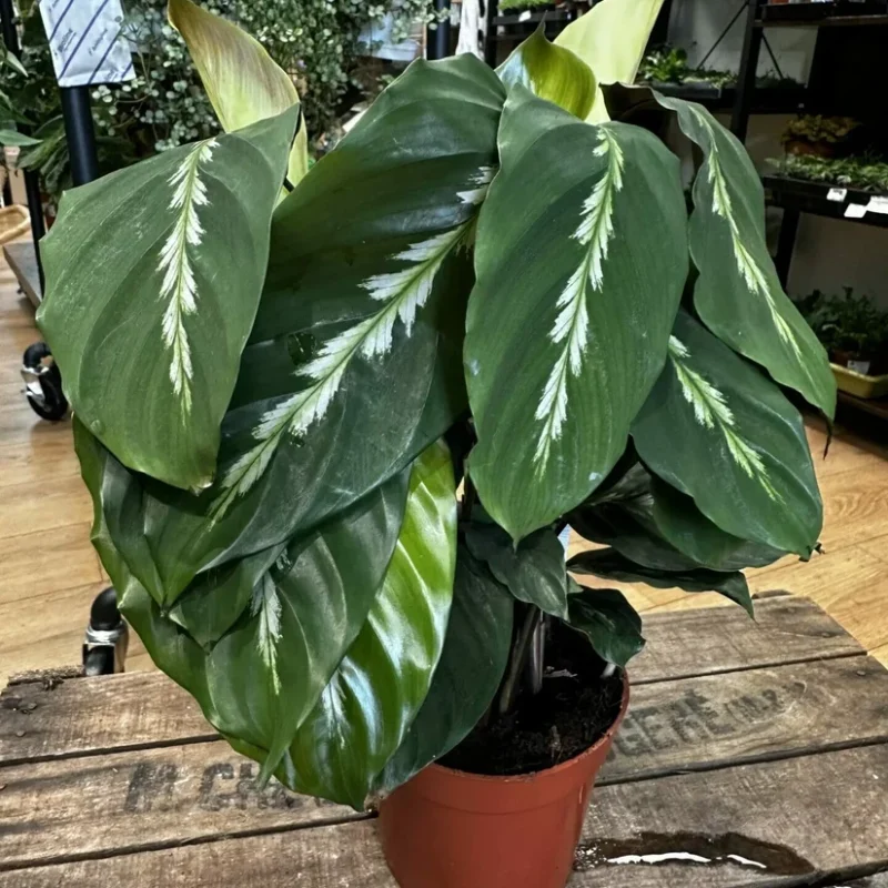 variegata rumohra adiantiformis leatherleaf fern 8cm variegata rumohra adiantiformis leatherleaf fern 8cm