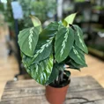 variegata rumohra adiantiformis leatherleaf fern 8cm
