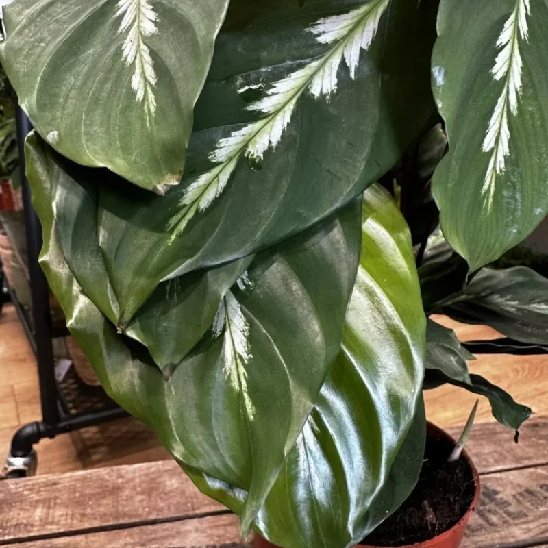 variegata rumohra adiantiformis leatherleaf fern 8cm variegata rumohra adiantiformis leatherleaf fern 8cm