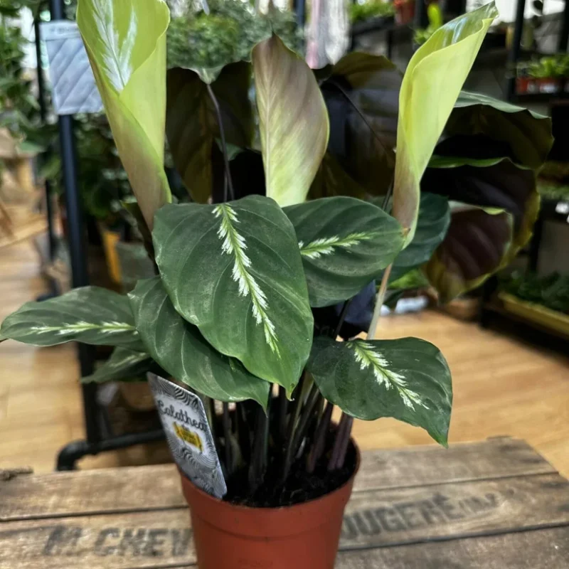 variegata rumohra adiantiformis leatherleaf fern 8cm variegata rumohra adiantiformis leatherleaf fern 8cm