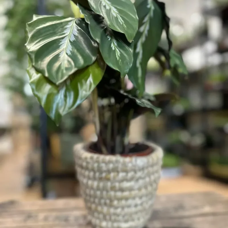 variegata rumohra adiantiformis leatherleaf fern 8cm variegata rumohra adiantiformis leatherleaf fern 8cm