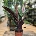 Calathea Stromanthe Prayer Plant 12cm pot