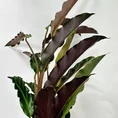 calathea prayer plant