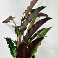 calathea prayer plant