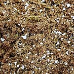 Carnivorous Plants Potting Mix | Highland Moss