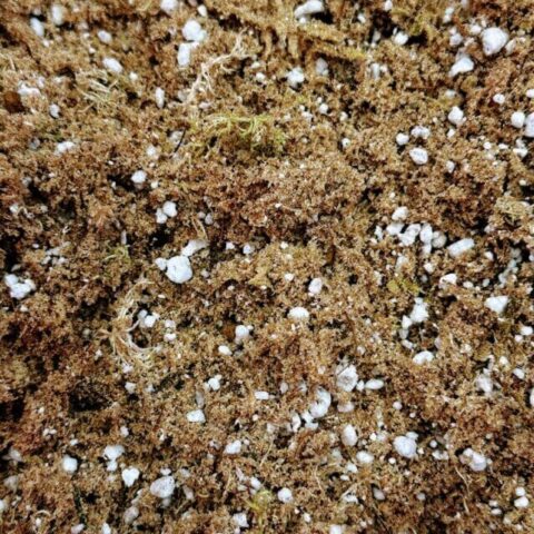 carnivorous plants potting mix