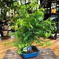 sophora prostata little baby xxl 33cm pot (copy)