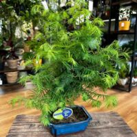 sophora prostata little baby xxl 33cm pot (copy)