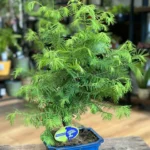 Bonsai Metasequoia Dinosaur Tree Ceramic Planter 19cm