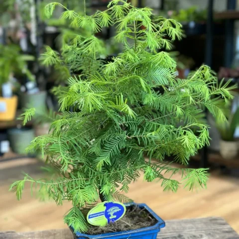 sophora prostata little baby xxl 33cm pot (copy)