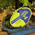 sophora prostata little baby xxl 33cm pot (copy)