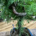 sophora prostata little baby