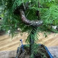 sophora prostata little baby