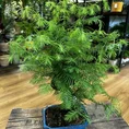sophora prostata little baby