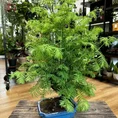 sophora prostata little baby