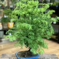 sophora prostata little baby