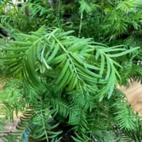 sophora prostata little baby