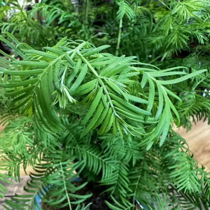 sophora prostata little baby sophora prostata little baby