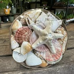 Natural Large Seashells Basket