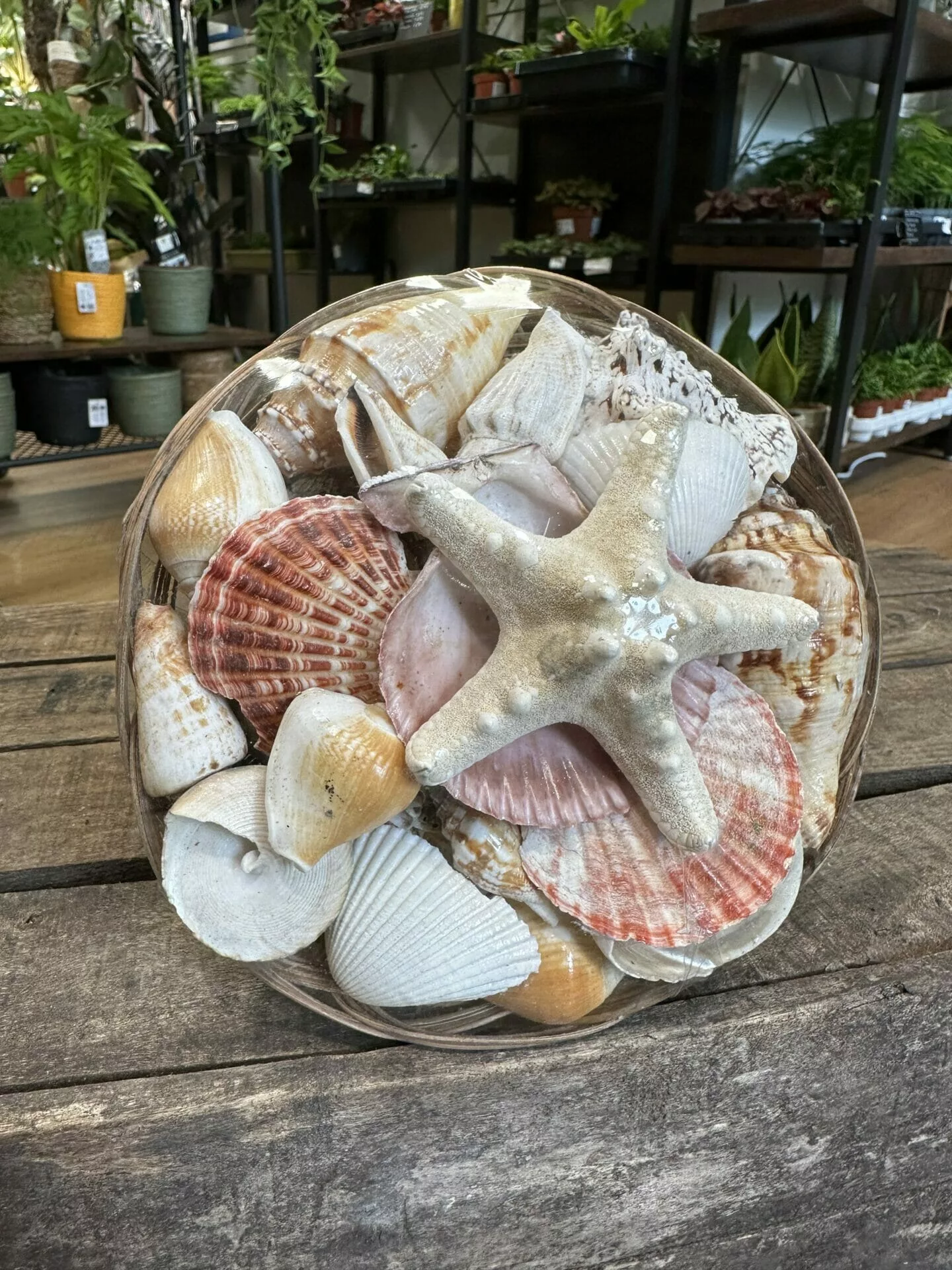 Natural Large Seashells Basket - Highland Moss