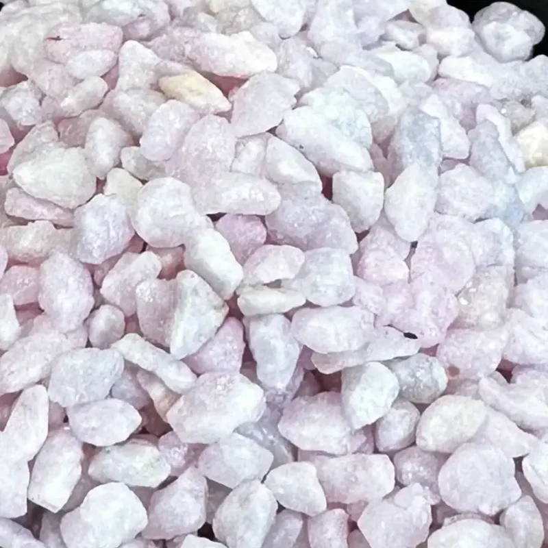 sophora prostata little baby sophora prostata little baby