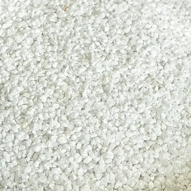 sophora prostata little baby sophora prostata little baby