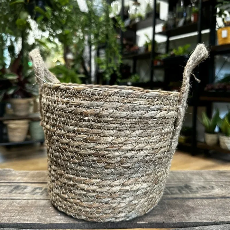 sophora prostata little baby sophora prostata little baby