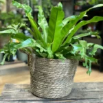 Natural Thick Straw Basket With Handles Planter For 22cm pots