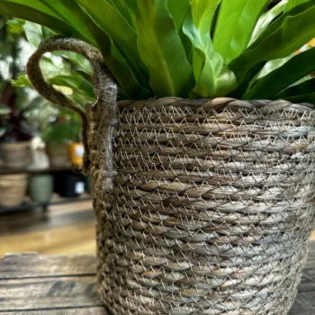 Natural Thick Straw Basket With Handles Planter For 22cm pots Plant Accessories 2