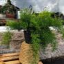 asparagus densiflorus sprenger 19cm pot