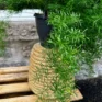 asparagus densiflorus sprenger 19cm pot
