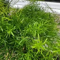 asparagus densiflorus sprenger 19cm pot