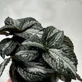 pilea spruceana silver tree 14cm pot