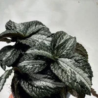 pilea spruceana silver tree 14cm pot